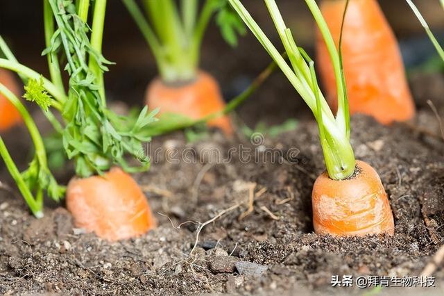 胡萝卜高效栽培技术