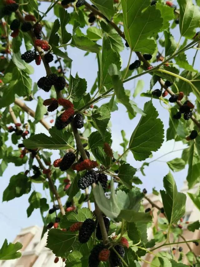 在花盆里种桑树也能开花结果，每年春夏季节都能吃到桑葚果实