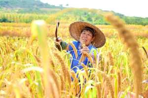 小米种植效益(小米价格很高，为啥村民种植谷子的并不多呢？看完明白了)