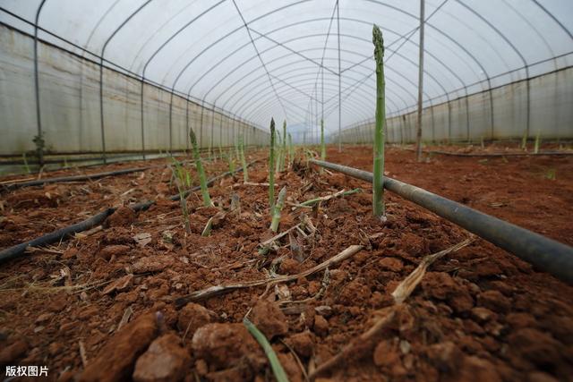 芦笋周年生产高效栽培技术，做好水分管理及病虫害防治，实现增产