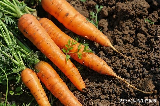 胡萝卜高效栽培技术