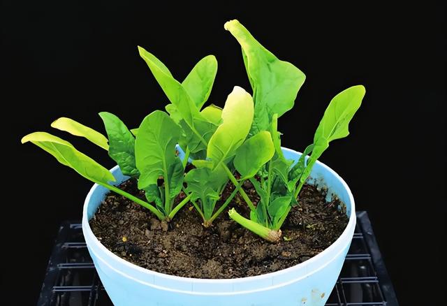 5种“青菜根”，扔了太浪费，插进花盆浇浇水，能吃大半年