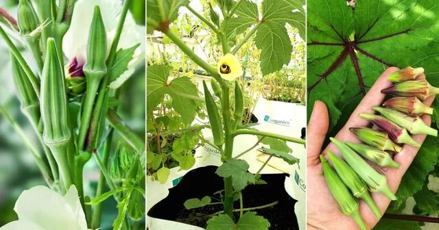 可养成盆栽的秋葵，种下2个月后就能不断采摘豆荚