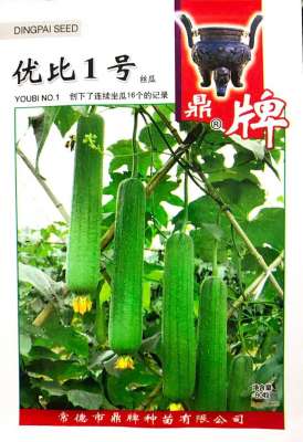 江苏菜瓜种植技术(超高产丝瓜种创下连续坐瓜16个的记录亩产高达1万6千斤)