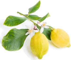 柠檬种植区域(在我国通常哪些地方都出产柠檬？柠檬怎样种植？)