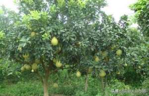 沙田柚怎样种植(这些柚子树的种植方法一定要知道，可以让你多收几年果)