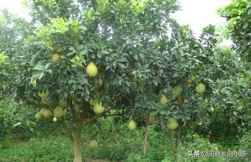 这些柚子树的种植方法一定要知道，可以让你多收几年果！
