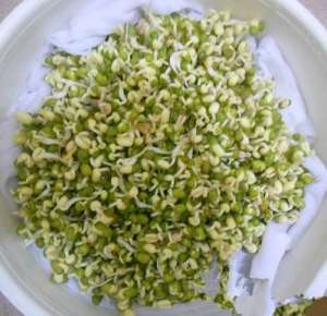 绿豆苗种植(2分钟教会你怎么种绿豆，在家就能种出美味的绿豆芽)