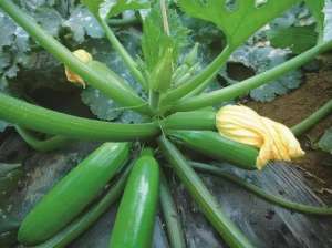 小瓜怎么种植(西葫芦的种植技术，种植西葫芦的注意事项)