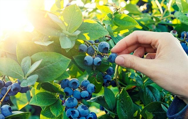 把蓝莓种阳台，注意以下几个方面，蓝莓结成串、果子多又甜，真值