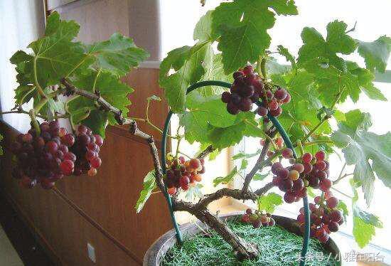 养盆栽葡萄，一根枝条种一棵，长势快爬藤快，果子结的多