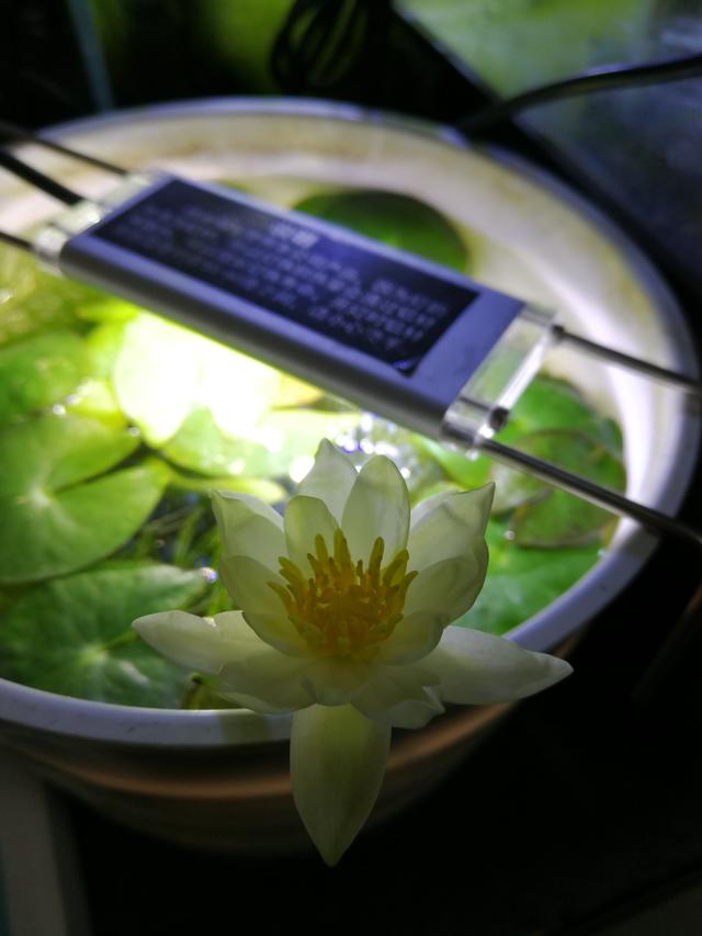 适合新手养的睡莲—海尔芙拉，植株不大，小盆就能养，开花也勤奋