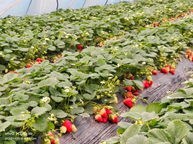绝了！小伙返乡种18亩草莓，险些绝产，又转亏为盈年赚50万