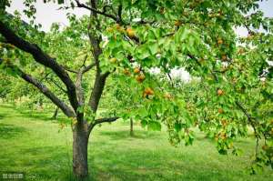 杏树的种植(杏树的栽培管理技术，是提高果实产量和质量的关键)