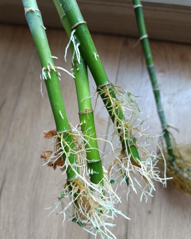 水培富贵竹，做到“3点”，翠绿好看根系壮，一年四季生机勃勃