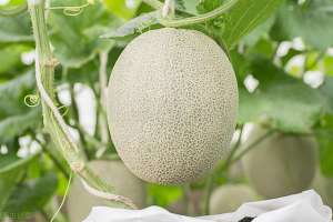 大棚哈密瓜的种植技术(实用的大棚甜瓜种植技巧，学会了你也能轻松拿高产，建议收藏)