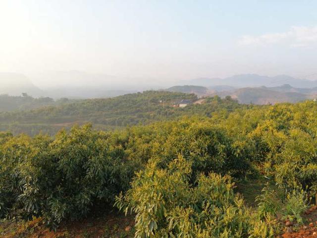孟连牛油果喜提“地理标志证明商标”，基地种植规模全国最大