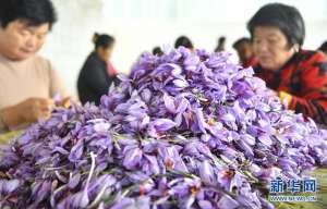 藏红花哪里可以种植(安徽亳州：藏红花开幸福路)