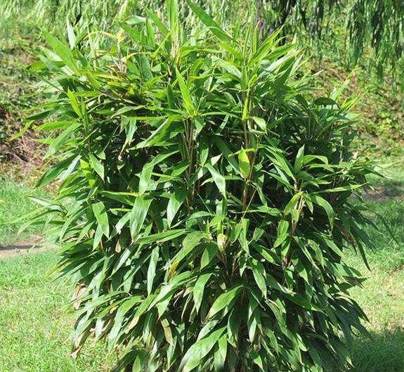 华北地区适宜栽种什么灌木状竹类？