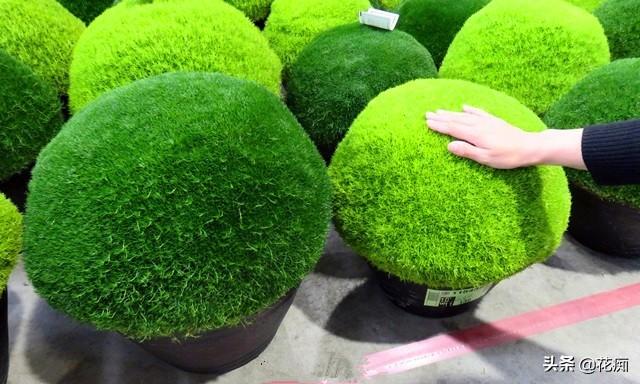 这种苔藓好看又好养，地栽变绿地毯，盆栽变大绿球