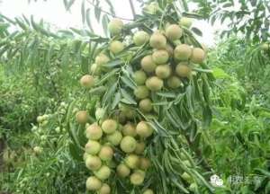 台湾金蜜枣怎么种植(当年挂果、耐干旱、耐瘠薄、耐高温，亩产5000斤矮化甜枣)