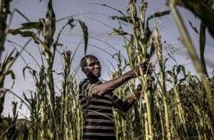 饥荒手机版怎么种植(处在饥荒中的非洲：30亿亩耕地，为何宁可种植芝麻，很少种粮食？)