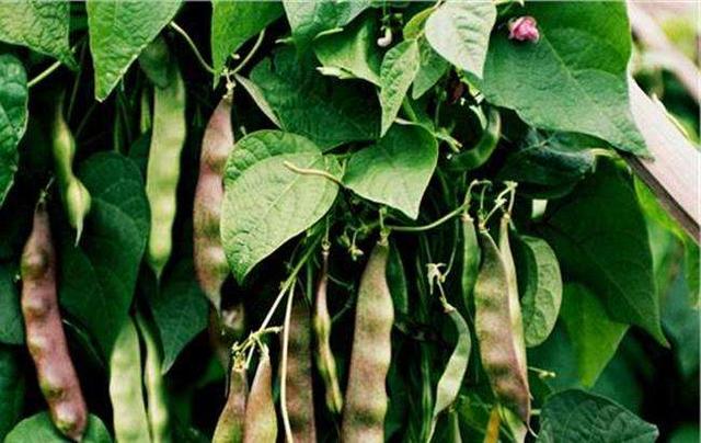 油豆角高产栽培技术，做好以下要点管理，确保坐荚率和产量的提升