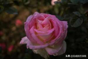 商水玫瑰花种植基地(5种“漂亮花”，好看又好吃，让你全年大红大紫)