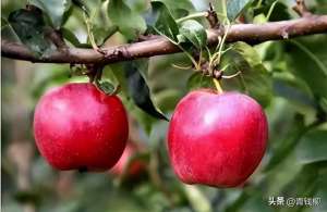 苹果树苗的种植图片(苹果树矮化密植栽培关键技术探究)
