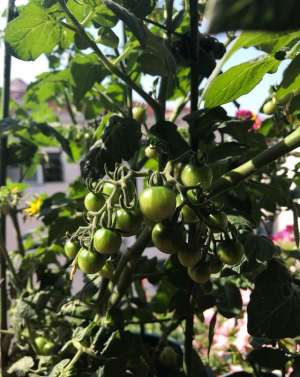 小番茄的阳台种植(阳台上种番茄，要掌握3步，苗壮实、结满了果子)