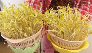 绿豆芽种植方法(想吃豆芽不用买，教你自己在家种，4天一茬，随吃随种，特省事)