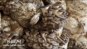 河北金针菇种植基地(「微视频」小小秀珍菇，铺就致富路)