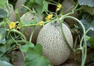 哈密瓜的种植图片大全(如何栽培出高品质的哈密瓜呢？此方法简单、独特、产量效益高)