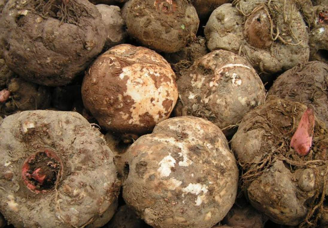 曾经种1亩产3吨的魔芋，农民为何不爱种了？市场分析：难出口