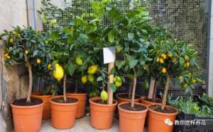 橙子的种子怎么种植(过年吃剩的柠檬橙子籽，丢盆里9天长成小盆栽，绿油油太喜人)