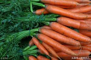 种植胡萝卜用什么肥料(胡萝卜种植高产技术，掌握这5点技巧，胡萝卜又粗又大还没畸形)