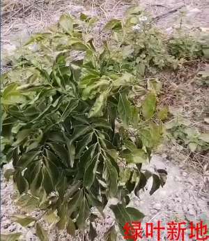 黄皮果种植技术视频(绿叶新地“变形记”之《黄皮果树》)