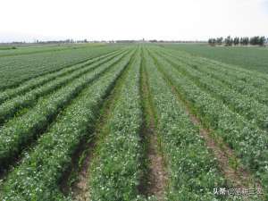 豌豆苗在土里怎样种植(玉米豌豆高产高效间套种植技术)