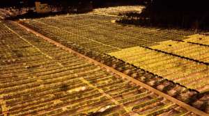 海南芒果种植基地批发(椰林散养文昌鸡，直播间每月卖10万只海南农产品卷起来了)