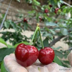 樱桃矮化种植密度(天水大樱桃优质丰产栽培技术)