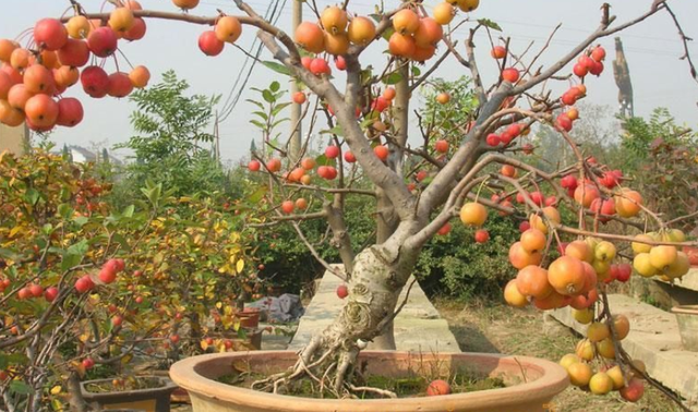 阳台上栽一盆矮化苹果树，抓住3个要点，年年结果吃，还好看