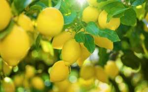 柠檬的种植和管理(柠檬怎么管理？柠檬的施肥技术和病虫害防治)