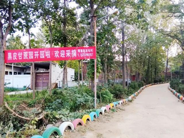 三门峡灵宝赵吾村“甘蔗林”开园了！是真甜