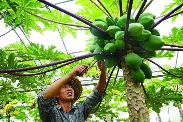 果用木瓜如何，在“南亚热带海洋性季风气候”下种植，丰产技术