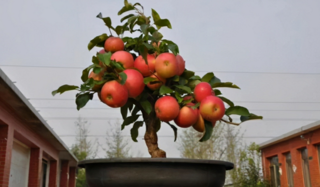 阳台上栽一盆矮化苹果树，抓住3个要点，年年结果吃，还好看