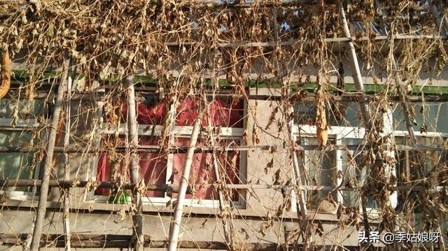 佛手瓜的种植方法和农家做法