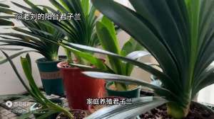 君子兰种子种植方法视频(如何在家养殖君子兰，根系又短又粗又健康？掌握这3点，轻松解决)
