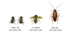 重庆种植发李梅地址(蟑螂竟是外来入侵物种？拉丁蠊新种“小强”有何不同？)