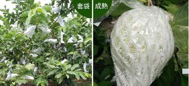 珍珠番石榴种植生长特性及栽培技术