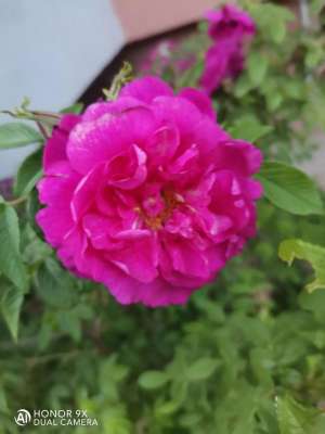 野玫瑰花种植(野玫瑰代茶饮强心润肺、美容养颜)